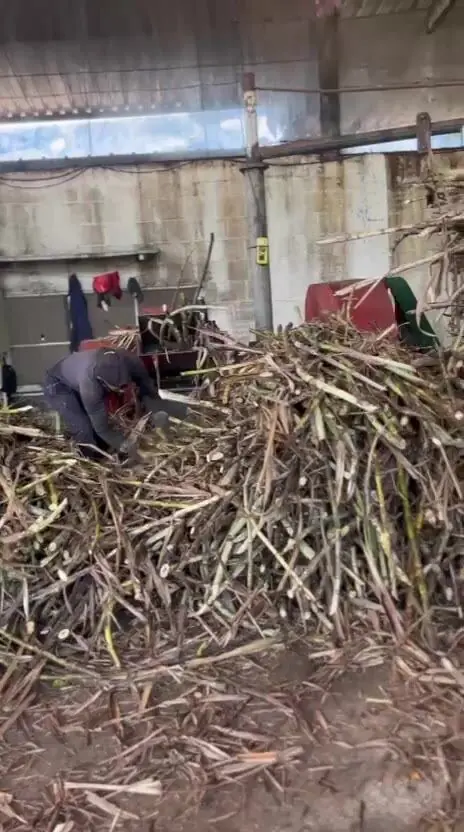 Caña recién cortada en el trapiche